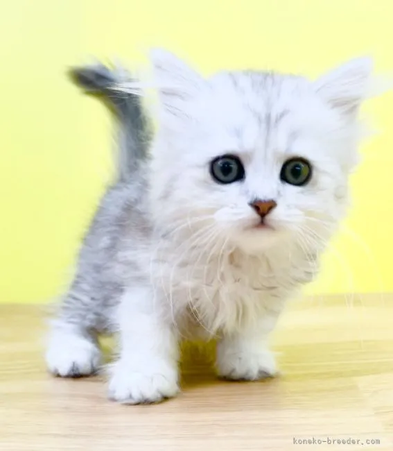 ID：2205-00443の子猫