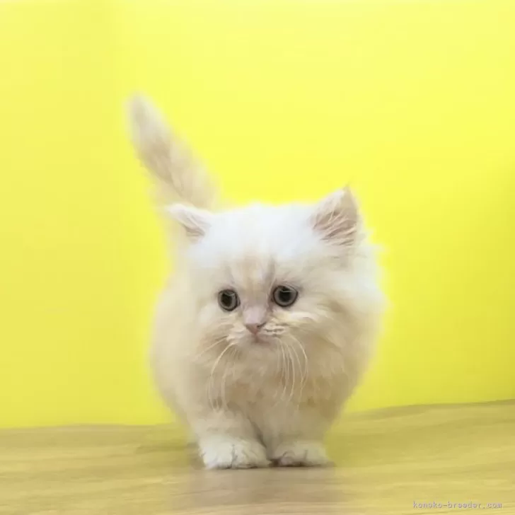 ID：2412-00386の子猫