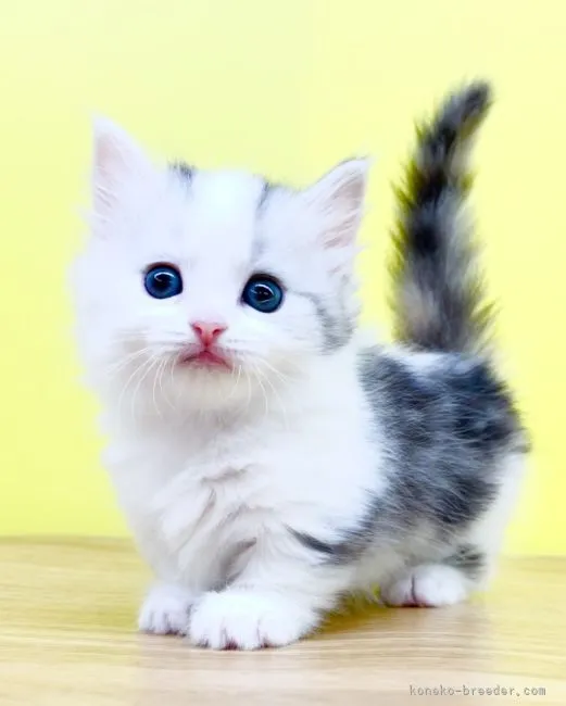 ID：2205-02166の子猫