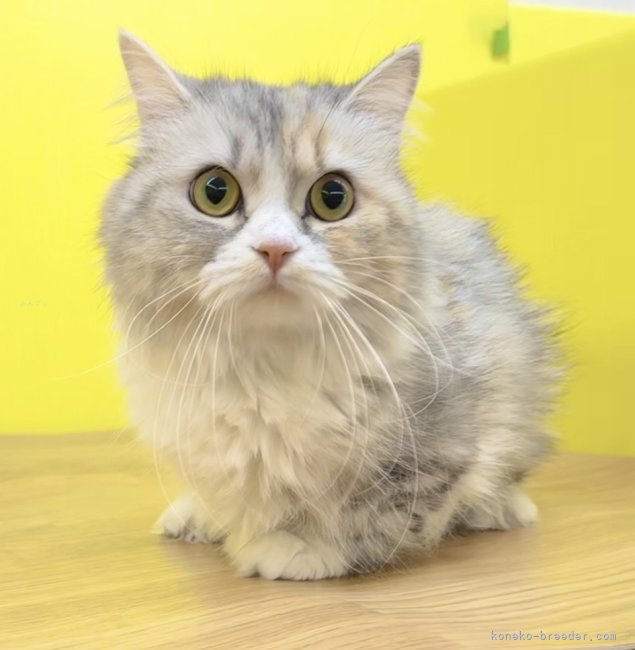 ミヌエット【・女の子・2023年7月8日・シルバーパッチドタビー&amp;ホワイト】