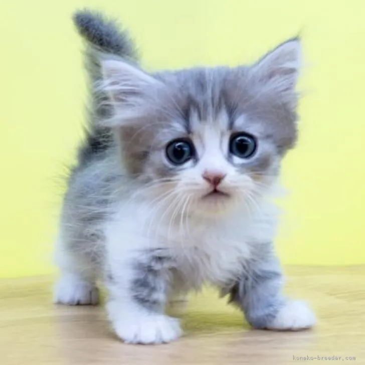 ID:2210-00395の子猫