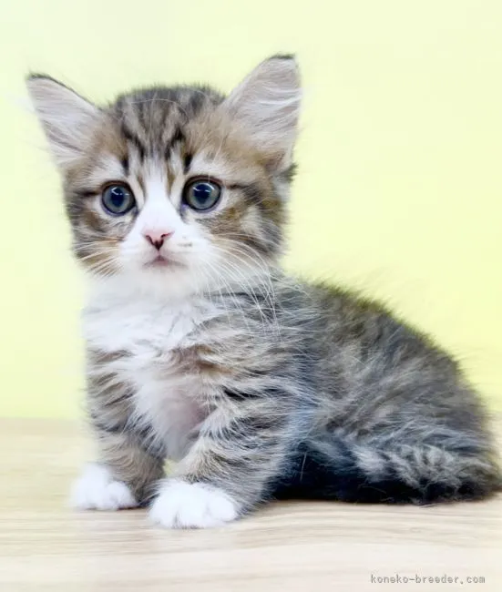 ID：2206-01186の子猫