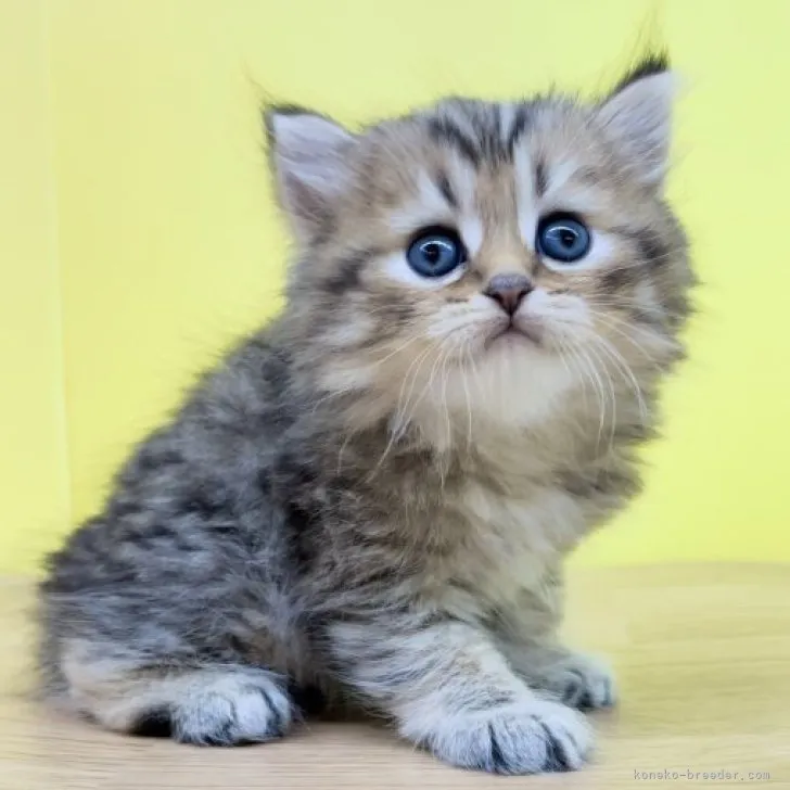 ID：2303-01870の子猫