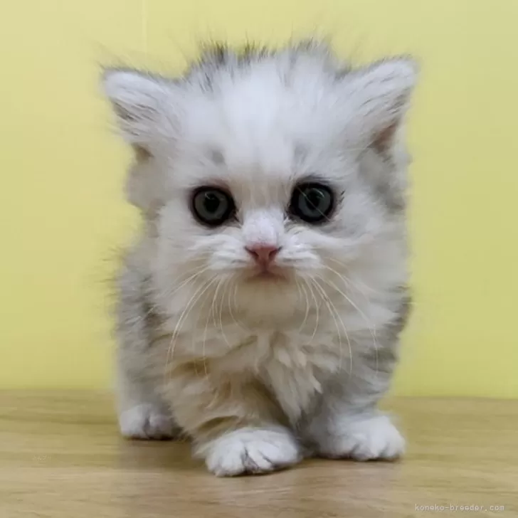 ID:2401-01114の子猫