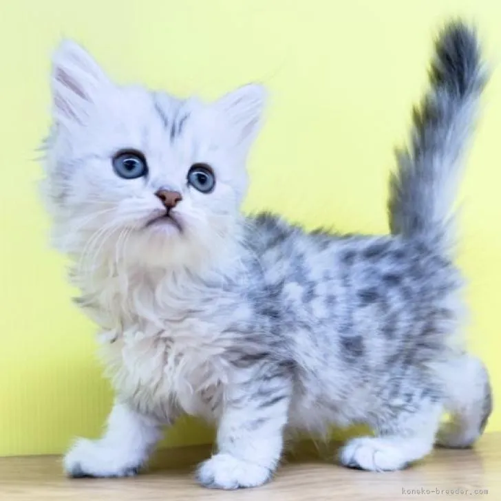 ID：2207-03066の子猫