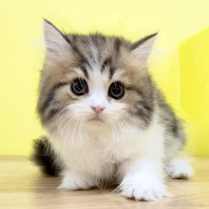 ミヌエット(長足)【東京都・男の子・2022年6月22日・ブラウンタビー&amp;ホワイト】の写真1