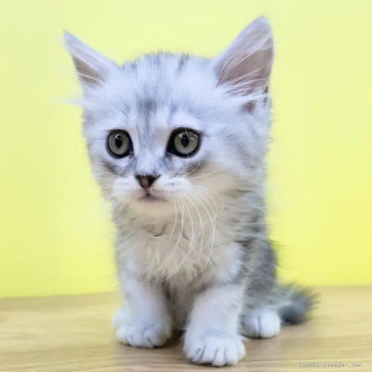 ID:2209-00050の子猫