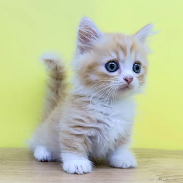 ID：2210-00401の子猫