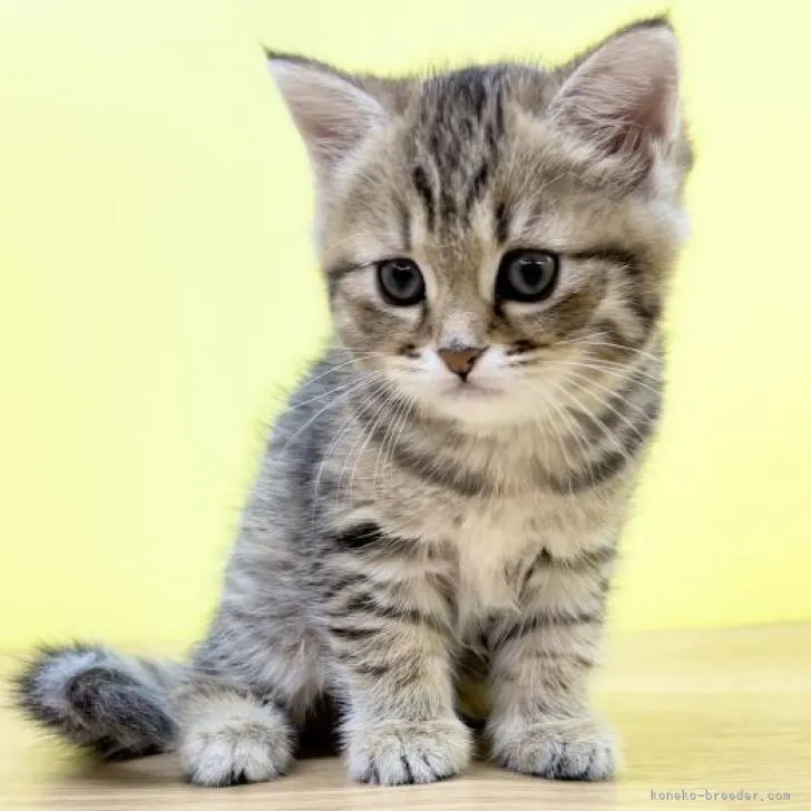 ID：2211-02784の子猫