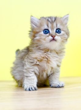 ミヌエット【東京都・男の子・2022年3月3日・ブラウンタビー（ロングヘアー）】の写真「❤️5月15日中のお問合せで終了します❤️」