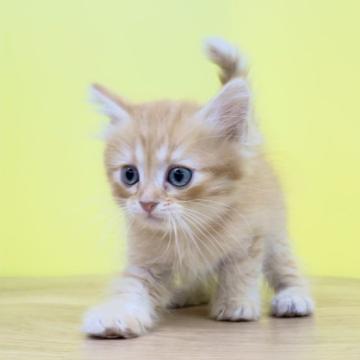 ミヌエット(長足)【東京都・男の子・2022年8月16日・レッドタビー（ミディアム〜ロングヘアー）】の写真「❤️ミヌエット❤️おっとり男子❤️」