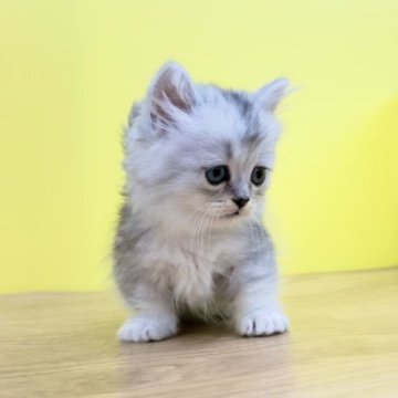 マンチカン【東京都・男の子・2023年4月12日・シルバータビー（ミディアム）】の写真「❤️期間限定♥️🐈極短足🥰」