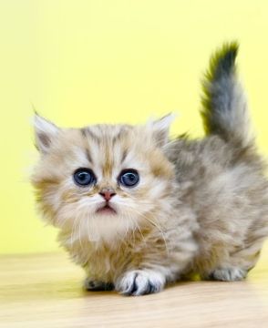 ミヌエット【東京都・男の子・2022年3月3日・ブラウンタビー（ロングヘアー）】の写真「激カワ👑極短足ミヌエット君」