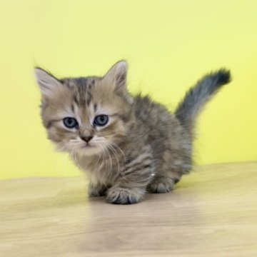 マンチカン【東京都・男の子・2023年4月12日・ブラウンタビー（ミディアム）】の写真「❤️期間限定♥️🐈極短足🥰」