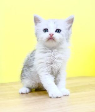 スコティッシュフォールド(立ち耳)【東京都・女の子・2022年2月16日・シルバータビー&ホワイト（ミディアムヘアー）】の写真「⚠️本日中のお問合せで終了致します⚠️」