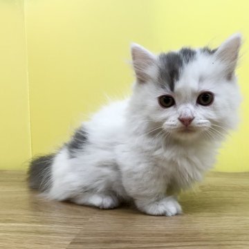マンチカン(短足)【東京都・男の子・2023年12月29日・ブルータビー&ホワイト（ミディアムヘアー）】の写真「❤️極短足❤️ブルー系のかわいい男の子」