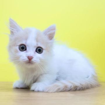 マンチカン(短足)【東京都・女の子・2022年8月28日・クリームタビー&ホワイト（ミディアムヘアー）】の写真「マンチカン❤短足ちゃん❤クリーム系」