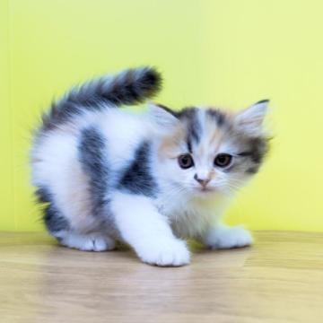 マンチカン(長足)【東京都・女の子・2022年8月28日・キャリコ（ミディアムヘアー）】の写真「美形マンチカン❤️足長♥️キャリコ」