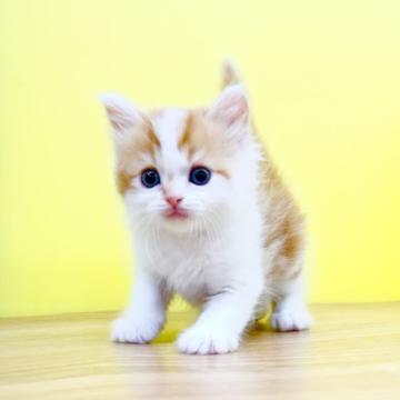 マンチカン(長足)【東京都・男の子・2022年5月24日・レッドタビー&ホワイト】の写真「🌴サマーセール🌺マンチカン◆男の子◆足長」