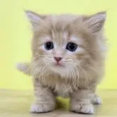 ミヌエット(長足)【東京都・女の子・2023年1月31日・レッドタビー】の写真1