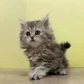 ペルシャ【東京都・女の子・2023年11月11日・チンチラゴールデン】の写真1