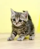 ミヌエット【東京都・男の子・2022年1月16日・ブラウンタビー】の写真1