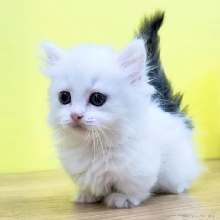 ID:2210-01767の子猫
