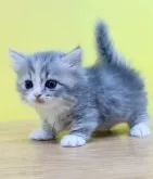 マンチカン(短足)【東京都・女の子・2023年4月19日・ブルーパッチドタビー&ホワイト】の写真2