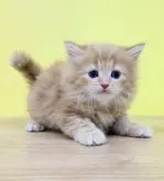 ミヌエット(長足)【東京都・女の子・2023年1月31日・レッドタビー】の写真2