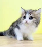 ミヌエット(長足)【東京都・男の子・2022年6月22日・ブラウンタビー&ホワイト】の写真2