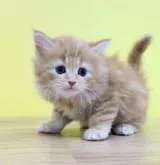 ミヌエット(長足)【東京都・女の子・2023年1月31日・レッドタビー】の写真3