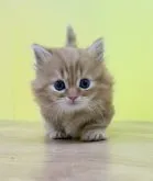 マンチカン(短足)【東京都・男の子・2023年5月17日・レッドタビー】の写真3