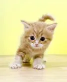 マンチカン(長足)【東京都・女の子・2022年5月24日・レッドタビー】の写真4