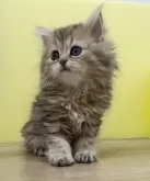 ペルシャ【東京都・女の子・2023年11月11日・チンチラゴールデン】の写真4