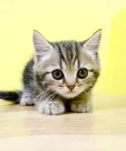 ミヌエット【東京都・男の子・2022年1月16日・ブラウンタビー】の写真4