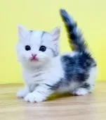 ミヌエット【東京都・女の子・2022年4月10日・シルバーパッチドタビー&ホワイト】の写真4