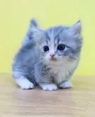 マンチカン(短足)【東京都・女の子・2023年4月19日・ブルーパッチドタビー&ホワイト】の写真4