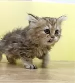 ペルシャ【東京都・女の子・2023年11月11日・チンチラゴールデン】の写真5