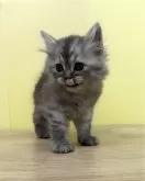 マンチカン(長足)【東京都・男の子・2024年1月8日・ブラックスモーク】の写真5