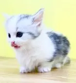 ミヌエット【東京都・女の子・2022年4月10日・シルバーパッチドタビー&ホワイト】の写真5