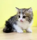 ミヌエット(長足)【東京都・男の子・2022年6月22日・ブラウンタビー&ホワイト】の写真5