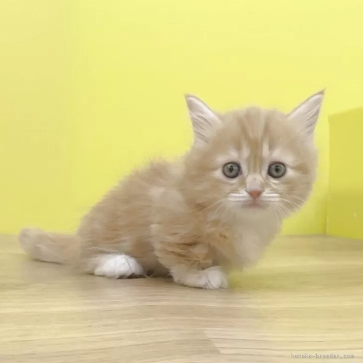 マンチカン(短足)【東京都・女の子・2025年10月1日・レッドタビー&amp;ホワイト】の写真1