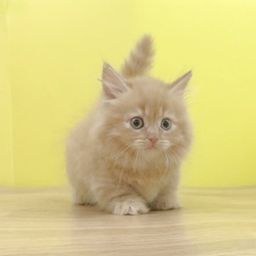 マンチカン(短足)【東京都・男の子・2025年5月1日・レッドタビー（ロングヘアー）】の写真「極短足♥️可愛さぬいぐるみ級♥️男の子♥️」