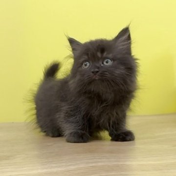 ミヌエット(長足)【東京都・男の子・2025年9月3日・ブラック（ロングヘアー）】の写真「足長❤️元気いっぱいの黒猫ちゃん❤️男の子」