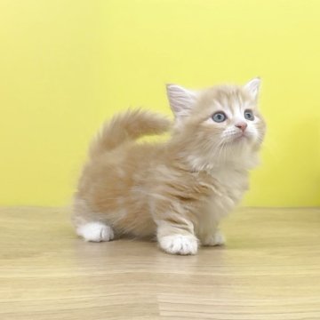 マンチカン(短足)【東京都・男の子・2025年10月1日・レッドタビー&ホワイト（ミディアム〜ロングヘアー）】の写真「極短足❤️わんぱくで可愛い男の子😻マンチ」