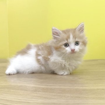 ミヌエット(長足)【東京都・女の子・2025年9月3日・レッドタビー&ホワイト（ロングヘアー）】の写真「足長❤️おしゃまな女の子❤️おてんば元気ガール」