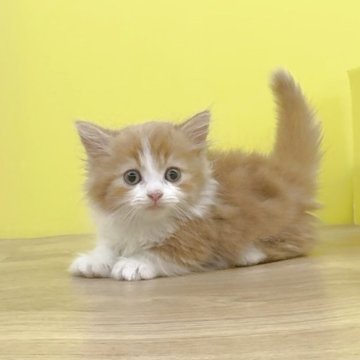 ミヌエット(短足)【東京都・男の子・2025年9月3日・レッドタビー&ホワイト（ロングヘアー）】の写真「極短足❤️可愛いお顔立ちの男の子❤️」