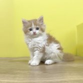 ミヌエット(長足)