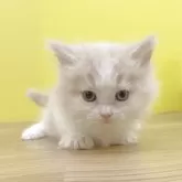 マンチカン(短足)