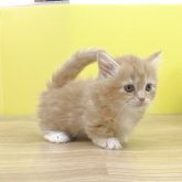 マンチカン(短足)